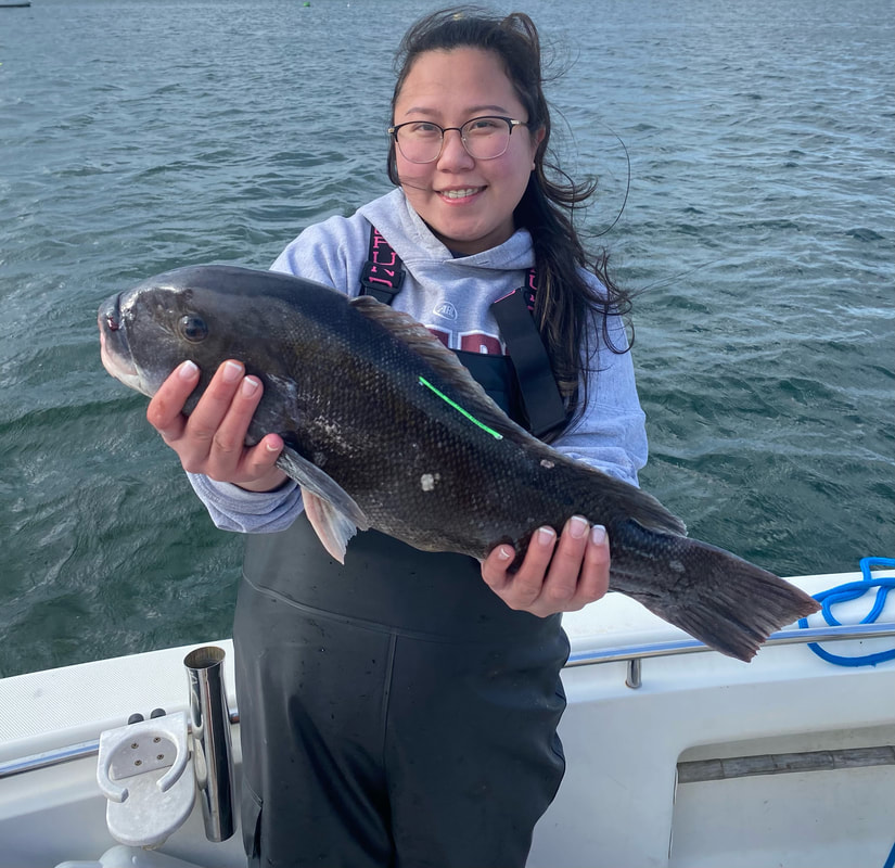 Trophy tautog blackfish from a fall charter