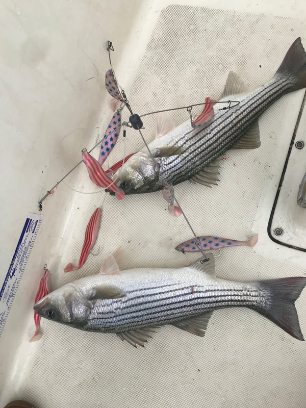 Sea bass coming over the rail