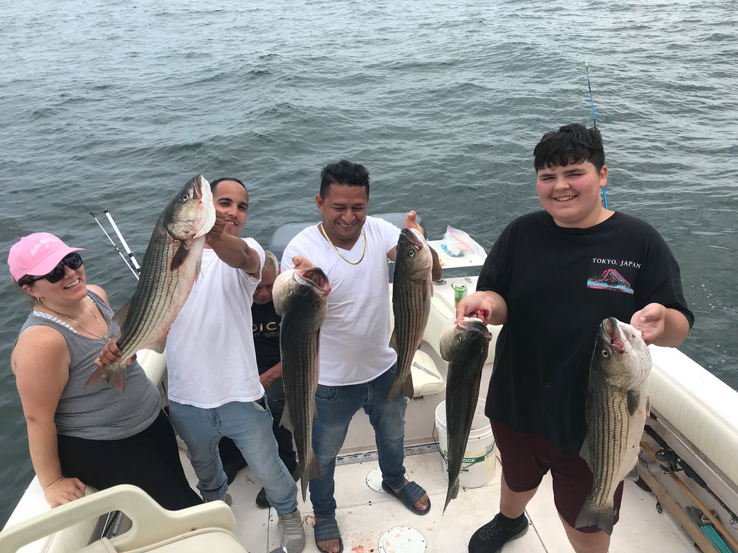 Bluefish caught during a blitz