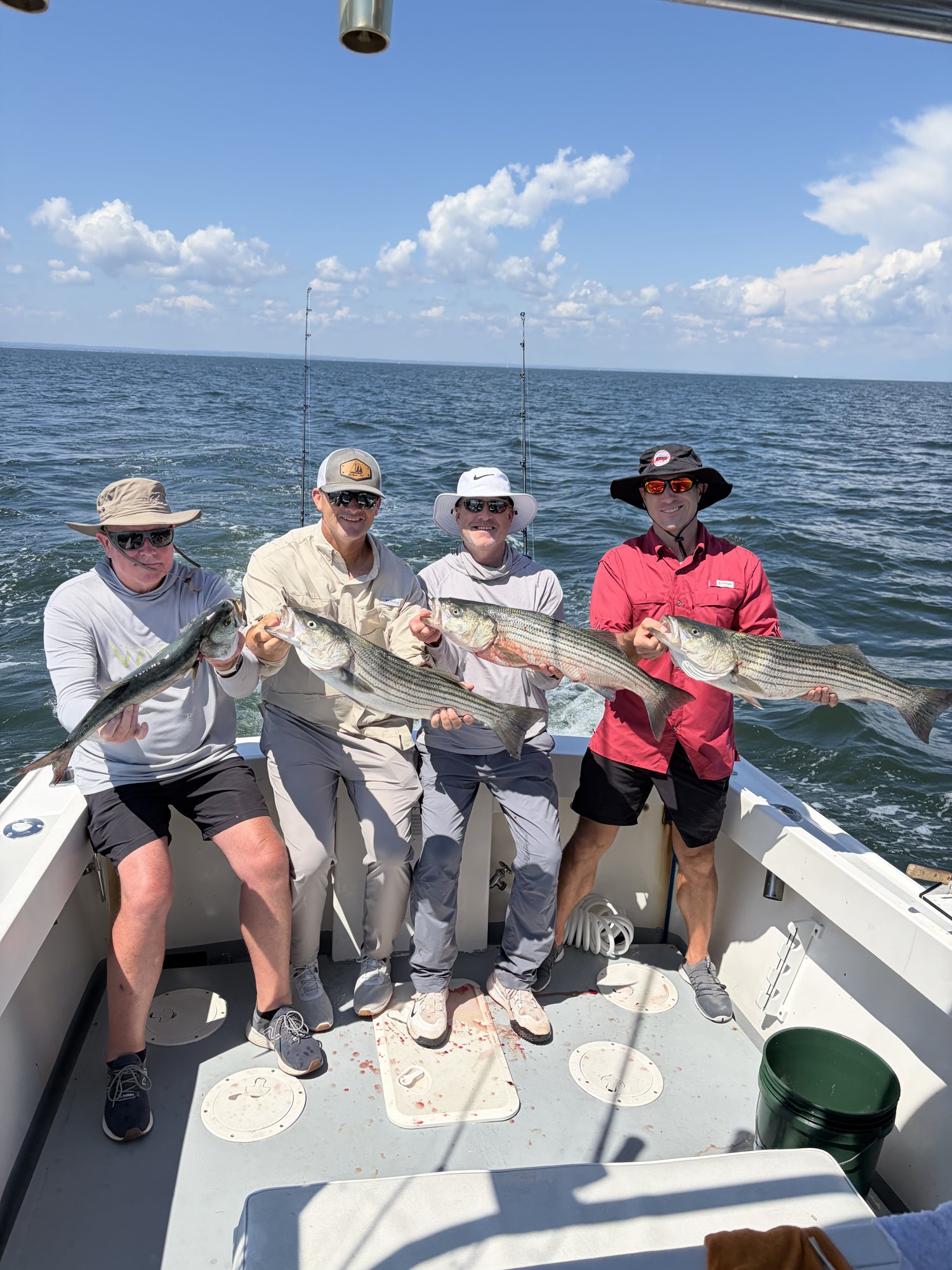 Four anglers holding striped bass on a blue-sky summer day on the Long Island Sound