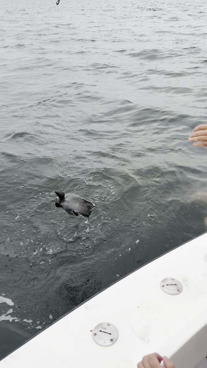 A kid fights and lands a black sea bass on a private Captain Skippy Charters trip on the Long Island Sound out of Mount Sinai, NY.